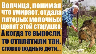 видео: Волчица, понимая что умирает, отдала пятерых молочных щенят этой старушке! А когда те выросли, то... картинка: Волчица, понимая что умирает, отдала пятерых молочных щенят этой старушке! А когда те выросли, то...
