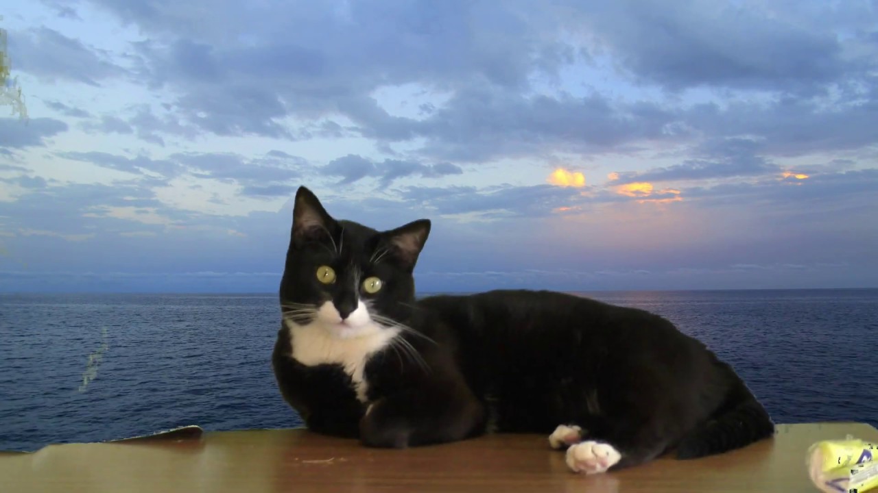 Beautiful cat resting on the shore of the ocean YouTube