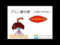 獣医臨床栄養学　アミノ酸代謝