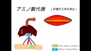 獣医臨床栄養学　アミノ酸代謝