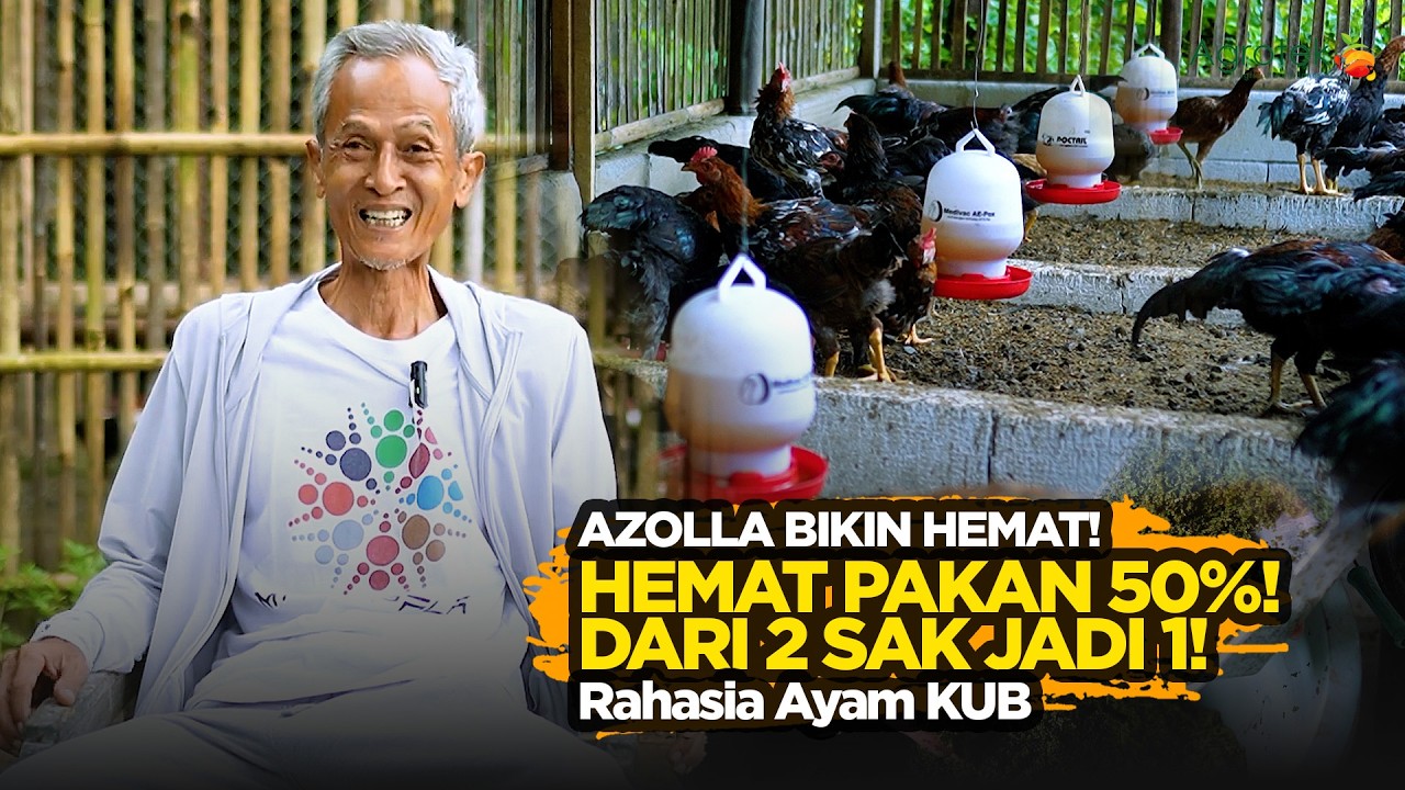 Hemat Biaya 50%! Rahasia Pakan Azolla untuk Ayam KUB Produktif