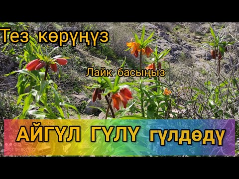 Video: Розалар: бакча ханышасы үчүн ылайыктуу чөйрө