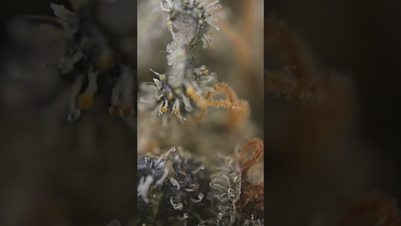 ethos cookies trichome closeup 