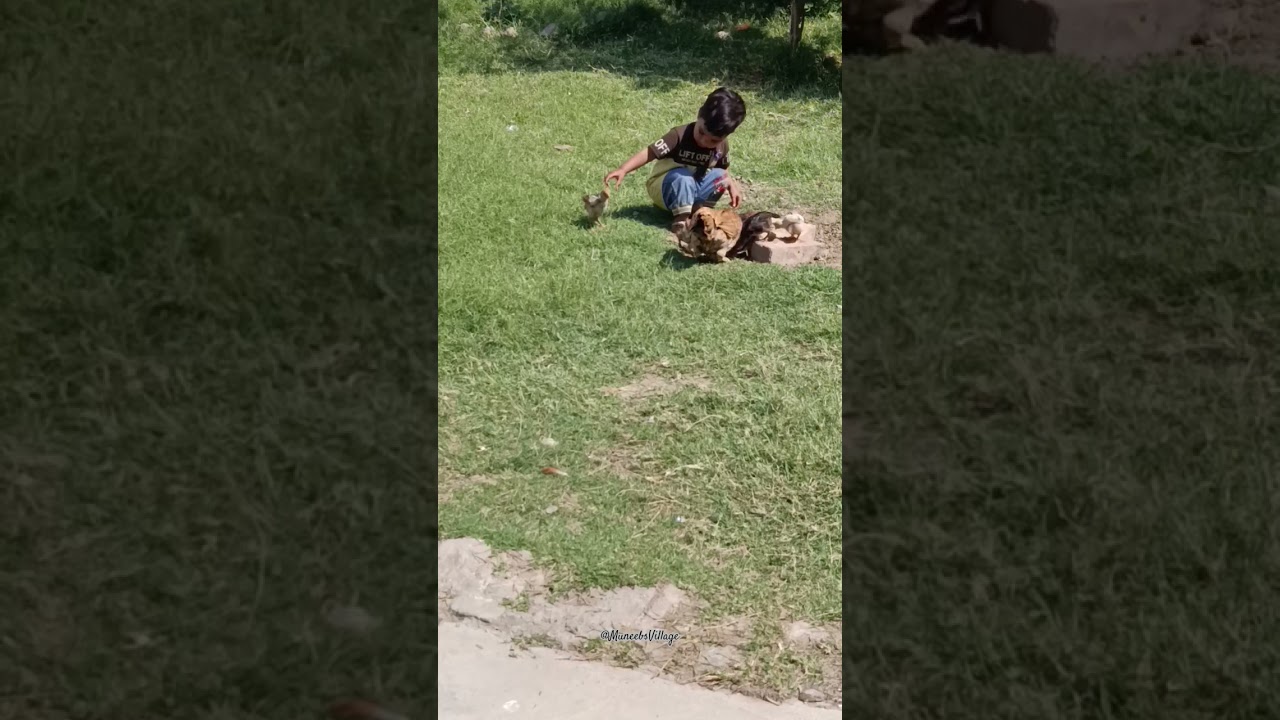 Fluffy Friends Galore!