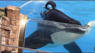 Orca Care & Research Inside Look at SeaWorld San Diego (9/16/18)