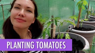 🍅 The Tomatoes Are In! 🍅 | Allotment Vlog Ep. 12