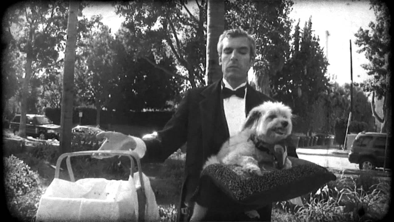 The Pampered Pooch - YouTube