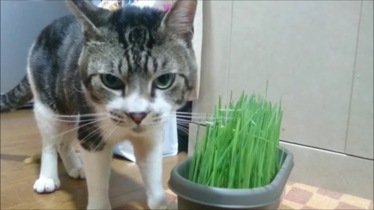 閲覧注意 猫草大好きな猫 いっぱい食べると こうなる テンションがた落ち キジトラ猫リキちゃん リキちゃんねる 猫動画 Cat Videos キジトラ猫との暮らし Youtube