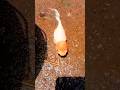 #Redcapfish #machali #gold fish #molly fish #guppy fish #tattra fish