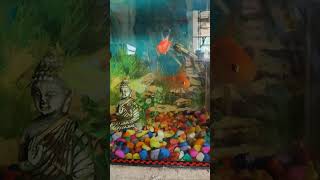 my fish tank and fish lovers ho to 1 like to