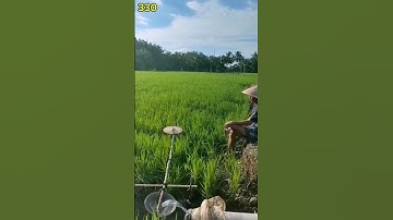 Ide petani kreatif membuat alat tradisional yang berguna untuk mengusir hama di sawah #shorts