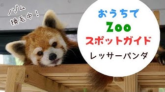 レッサーパンダ Youtube レッサーパンダ Youtube