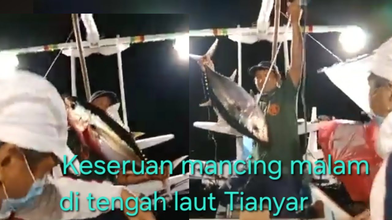 Keseruan Mancing Ikan Tuna!!! Ada Serangan Lumba-lumba? Sungguh Pengalaman luar biasa!!!
