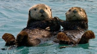 Otters in Love (Holding Hands in a Stream) The Song