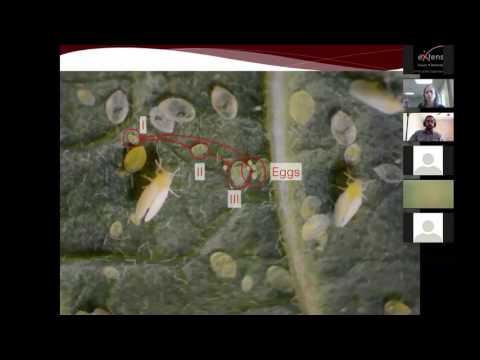 Vídeo: O que são pragas de escamas de Kermes - Aprenda sobre o controle de escamas de Kermes em plantas