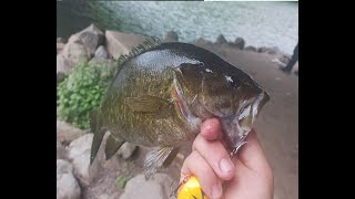 Huge PA Smallmouth Catch