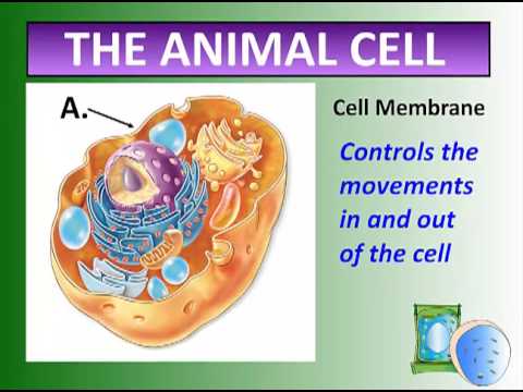 Cells and Cell Systems - video 3 - YouTube