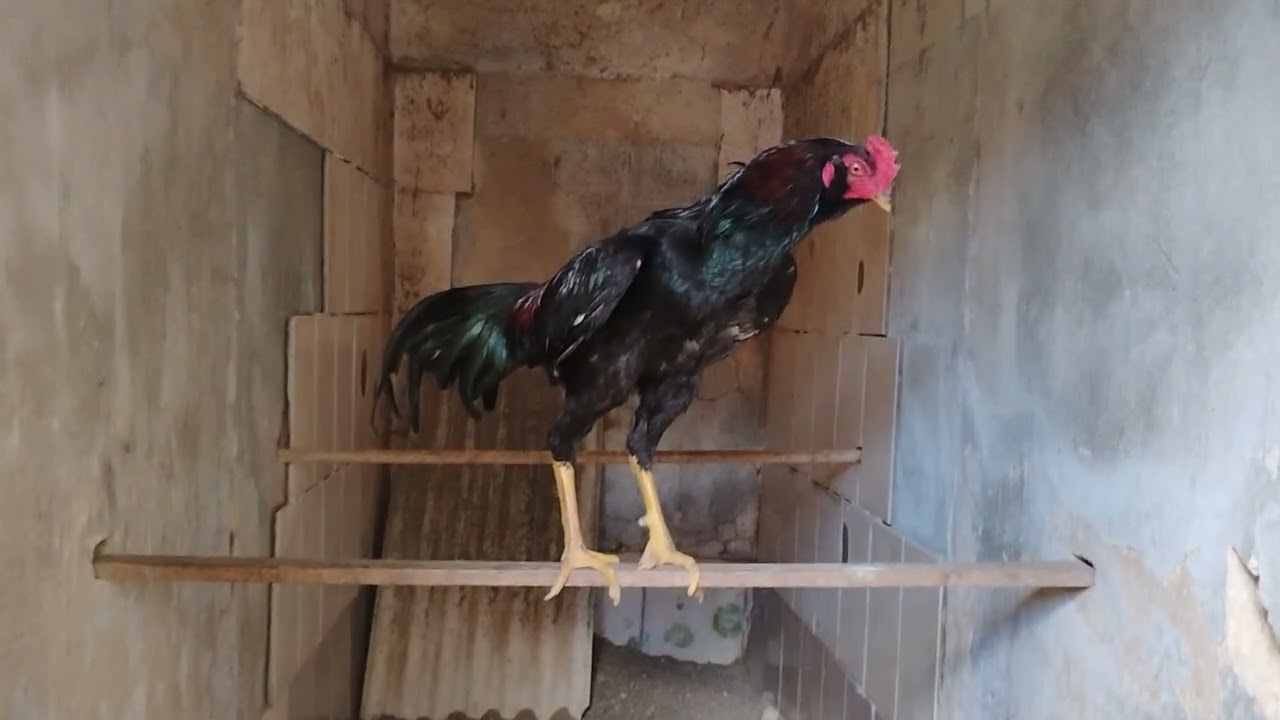 Frango da 2 ninhada com 9 meses