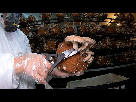 Vídeo: De onde vêm os cogumelos shiitake?