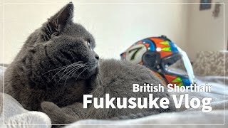 A day in the life of 'Fukusuke,' a British ShorthairJapanese Vlog