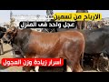 تسمين العجول في البيت دراسة جدوى 2025 لتسمين عجل واحد وأسرار الربح السريع من تربية العجول تسمين العجول في البيت دراسة جدوى 2025 لتسمين عجل واحد وأسرار الربح السريع من تربية العجول