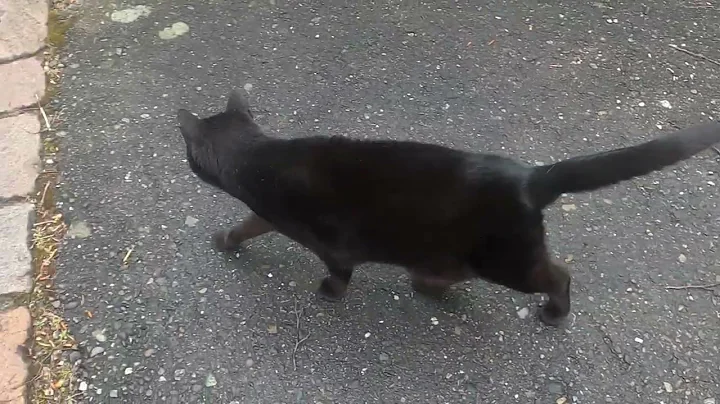 Kitty Cat taking a morning stroll after breakfast!