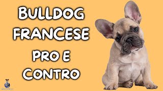 Bulldog Francese: Pro e Contro