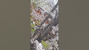 Thumbnail of Nature is the beauty.Apricot blossom in Leh. #music #song #lehladakh❤️❤️❤️