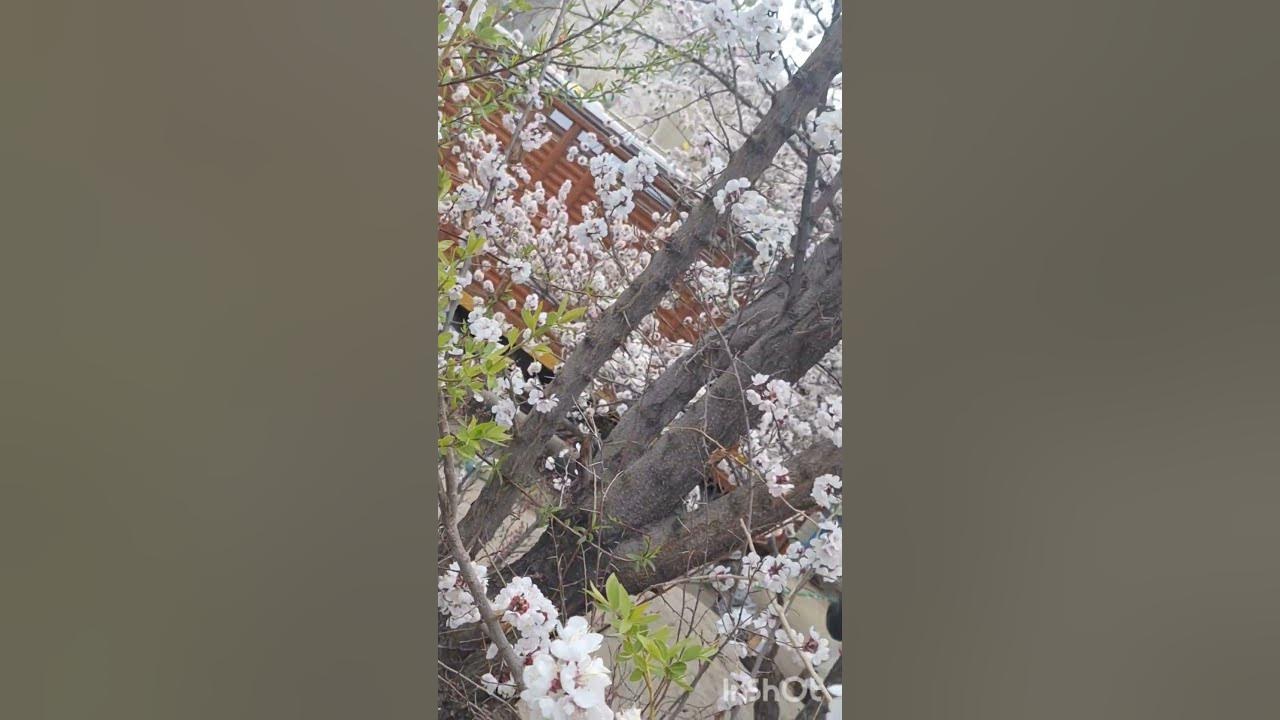 Nature is the beauty.Apricot blossom in Leh. #music #song #lehladakh❤️❤️❤️
