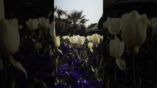 Весна в Геленджике.2 апреля цветут тюльпаны