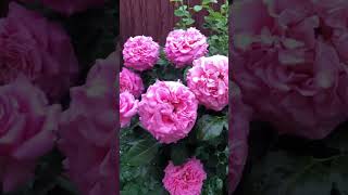 В дощ троянди особливі💐🌸💐