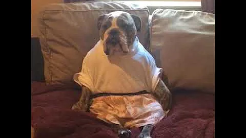 When Your Bulldogs Think Theyre Human