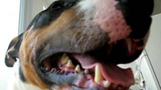 Bull Terrier Dog Cachorro