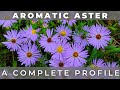 Aromatic aster  a complete profile