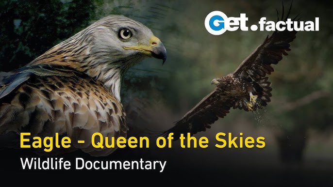 Eagles: The Kings of the Sky  Free Documentary Nature 