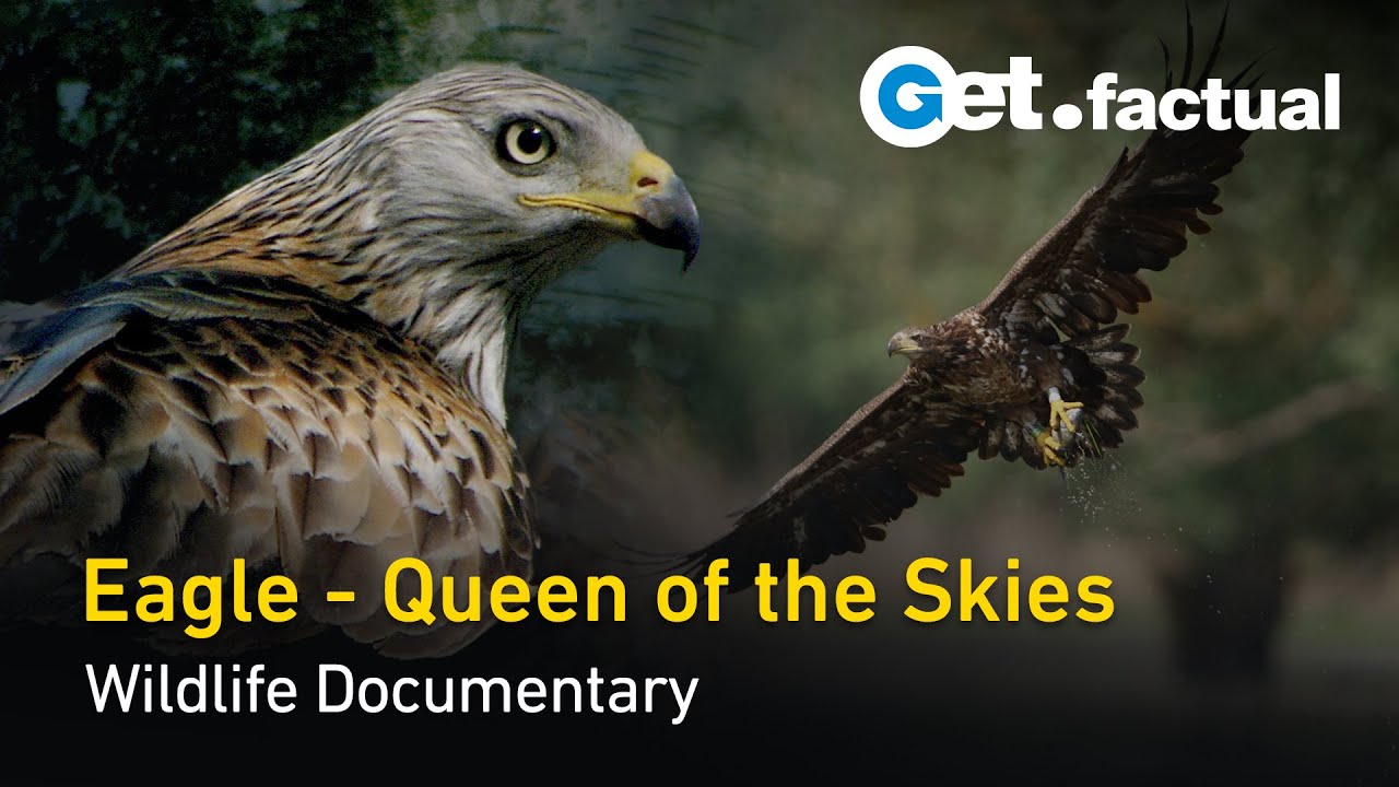 ⁣Eagle - Queen of the Skies | Wildlife Documentary