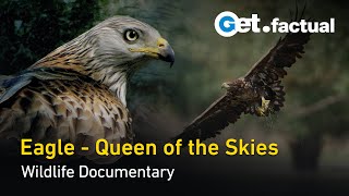 Eagle  Queen of the Skies | Wildlife Documentary