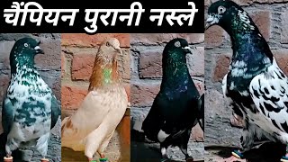 Indian Top High Flyers Kabootar !! भारत की चैंपियन पुरानी नस्ले !! Arshad idrisi Pigeon 