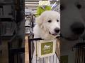【生後10ヶ月】大型犬用のカートになんとか収まるグレートピレニーズの子犬が可愛い #グレートピレニーズ #大型犬 #greatpyrenees