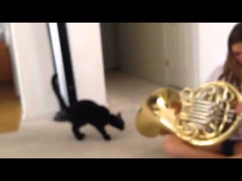 Cat meets French Horn YouTube Cat meets French Horn YouTube