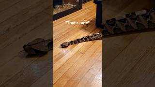 These Snakes Can Walk Without Legs! #Reptiles #Venomoussnakes #Gaboonviper #Pets