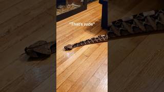 These snakes can WALK without legs! #reptiles #venomoussnakes #gaboonviper #pets