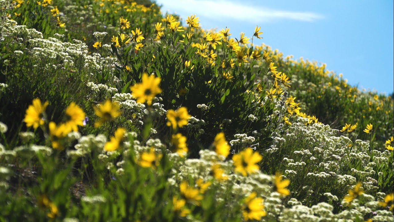 Utah's Wildflower Season Is Here!