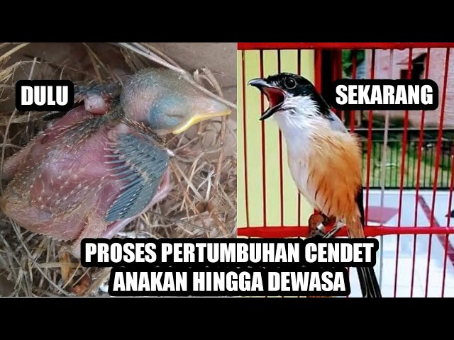 pertumbuhan burung cendet . lengkap cara perawatanya class=