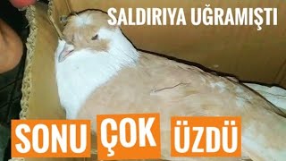 Atmacanin Saldirisina Uğramişti Sonu Çok Üzdü