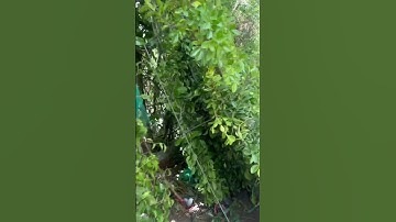 Hàng Rào Bằng Cây Xanh Có Chống Trộm Được không ?