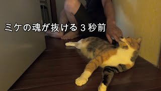 息子猫の帰りを待つお盆