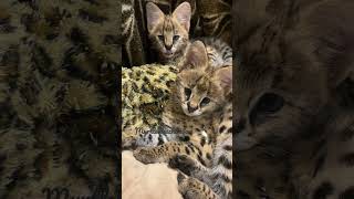 Beautiful African serval Cubs