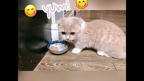 Watch the video about Munchkin kitten eats her food happily 😸