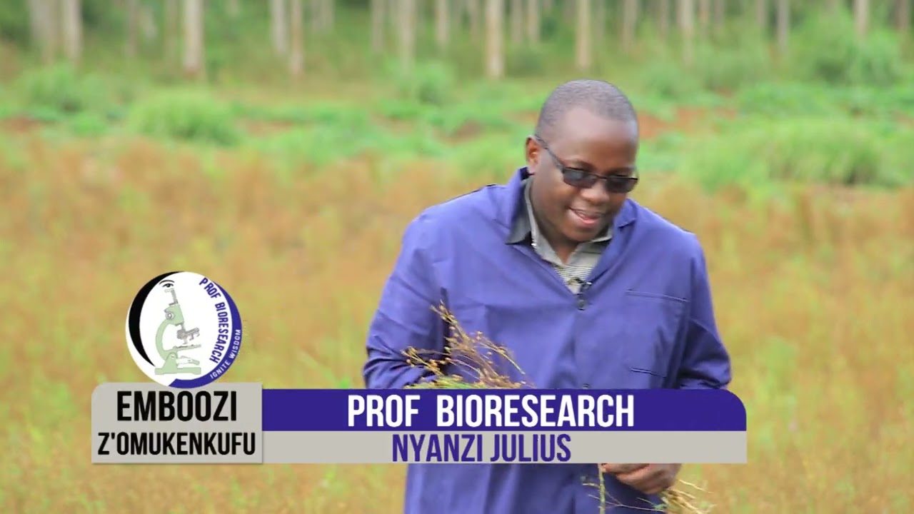 PLANTING AND HARVEST OF FLAX SEEDS WITH OMUKENKUFU NYANZI JULIUS Part 1